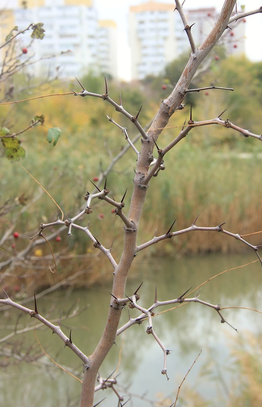 Image of Ziziphus jujuba specimen.