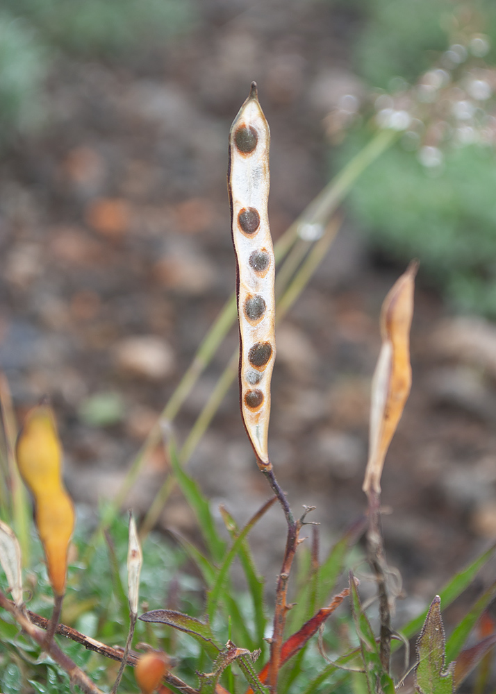 Image of Parrya nudicaulis specimen.