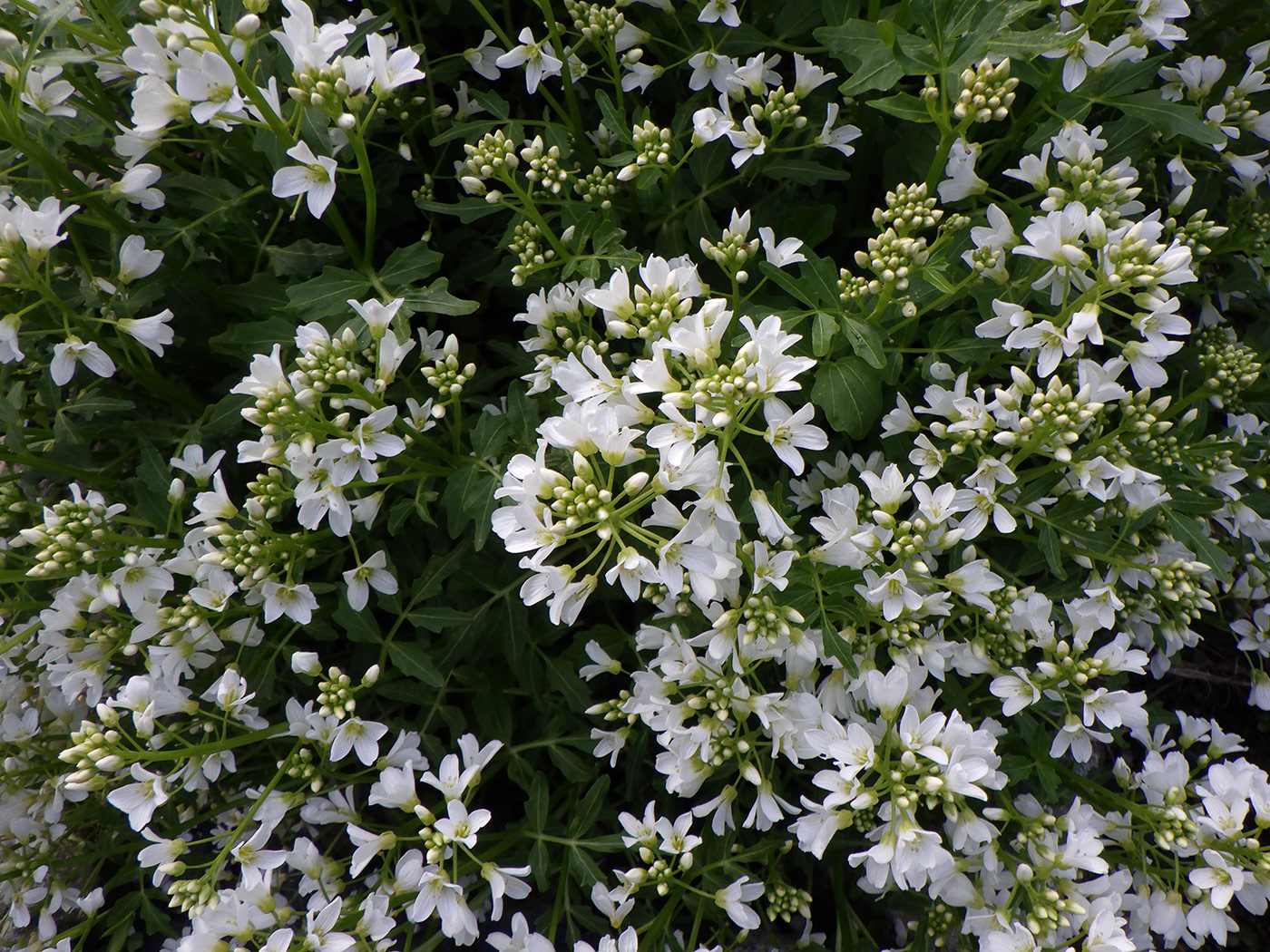 Изображение особи род Cardamine.