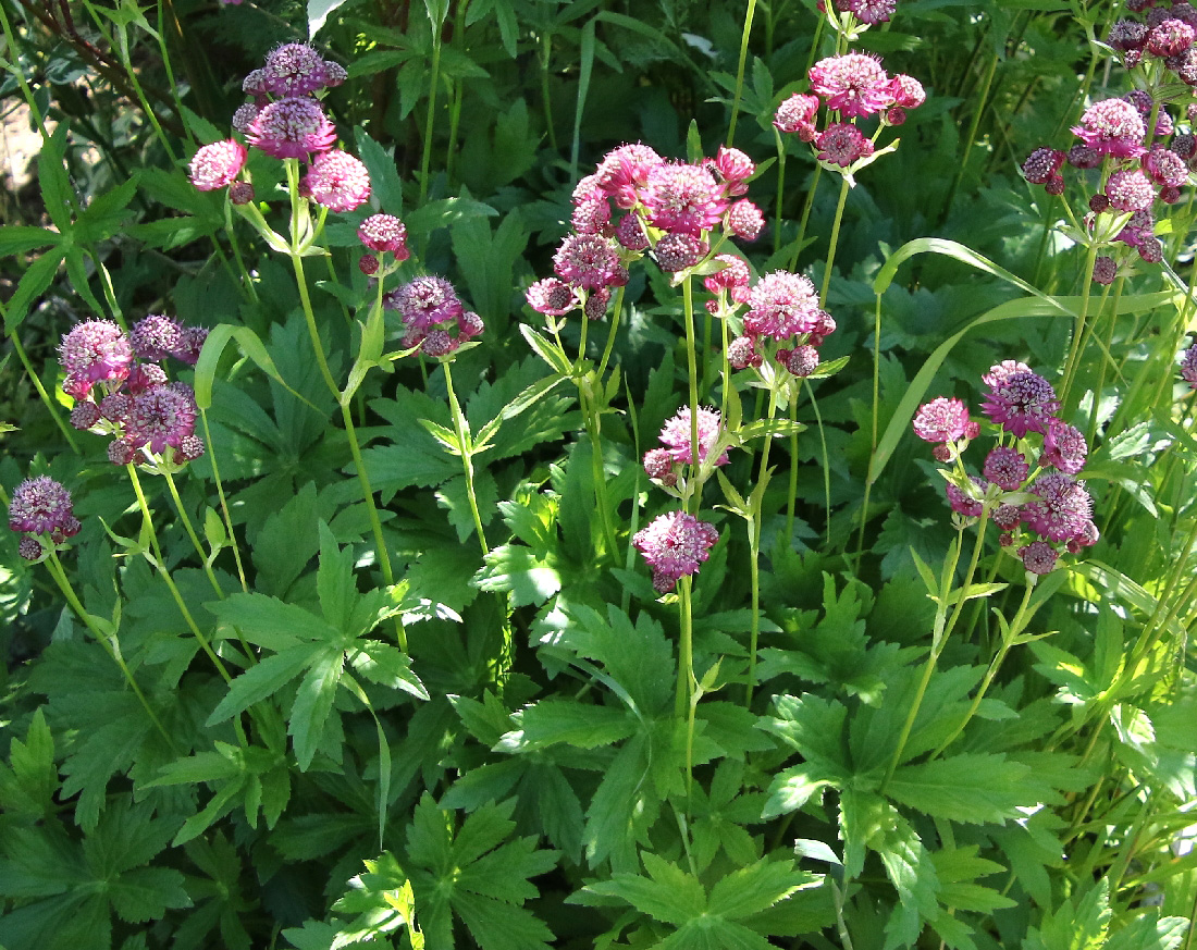 Image of Astrantia major specimen.