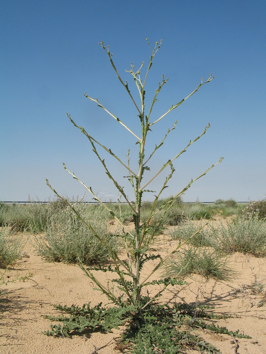 Image of Cousinia alata specimen.