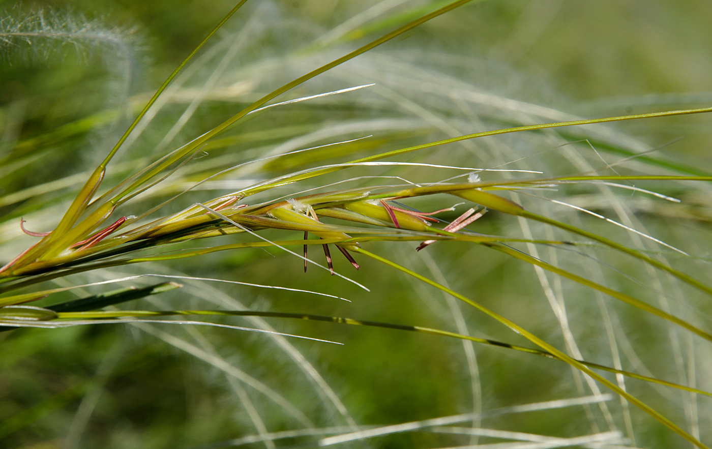 Image of genus Stipa specimen.