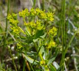 View full-size image Euphorbia seguieriana