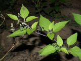 Смотреть изображение Solanum nigrum
