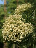View full-size image Sorbus commixta