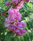 View full-size image Robinia × margaretta