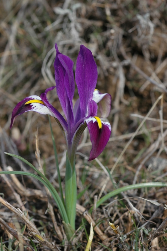 Image of Iridodictyum kolpakowskianum specimen.