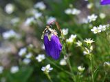 View full-size image Campanula saxifraga