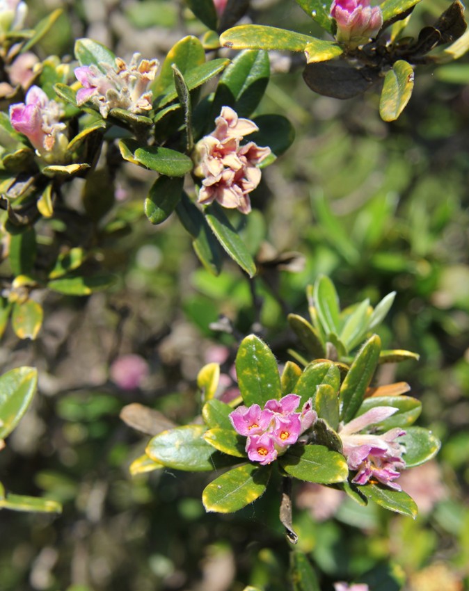 Image of Daphne sericea specimen.