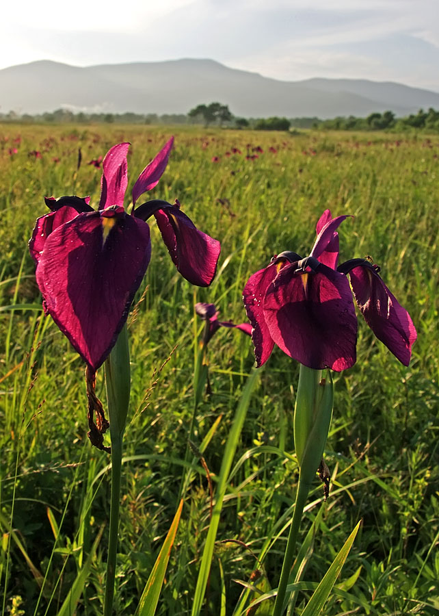 Изображение особи Iris ensata.