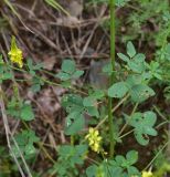 View full-size image genus Melilotus