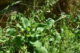 View full-size image Rumex scutatus