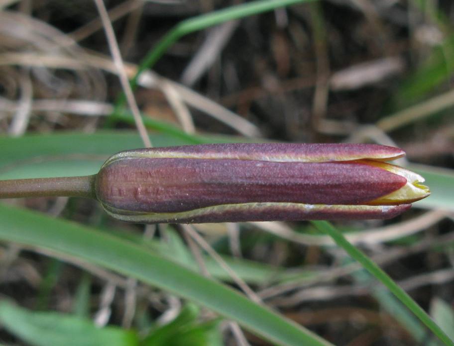 Image of Tulipa uniflora specimen.