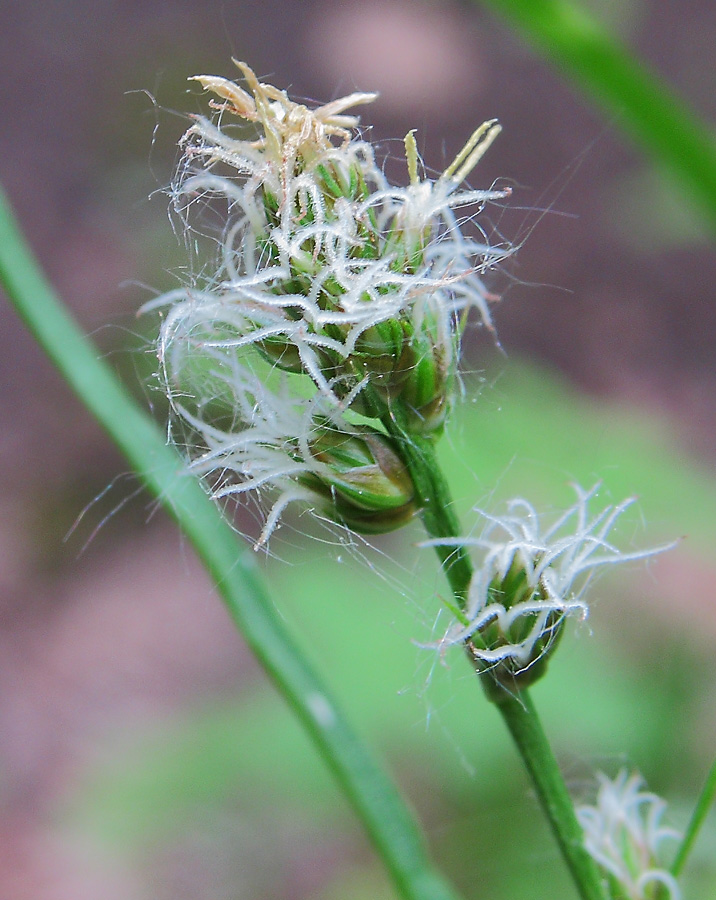 Image of Carex spicata specimen.