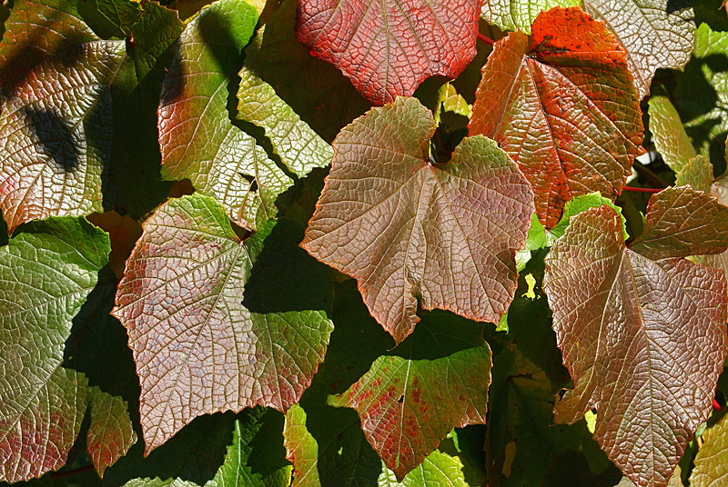 Image of Vitis amurensis specimen.