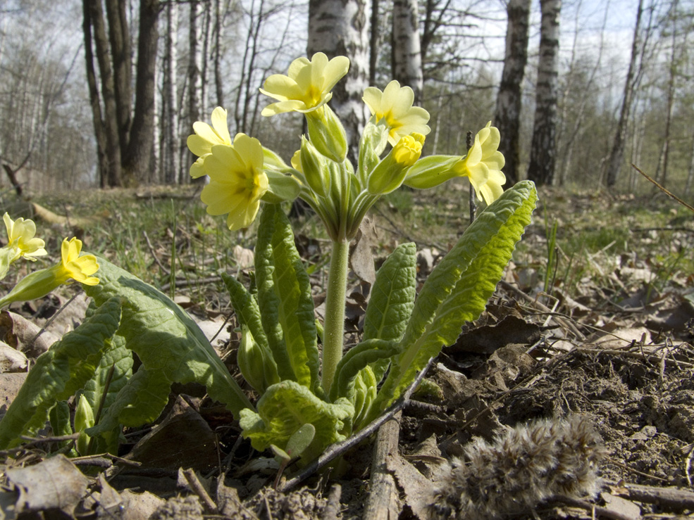 Image of Primula &times; polyantha specimen.