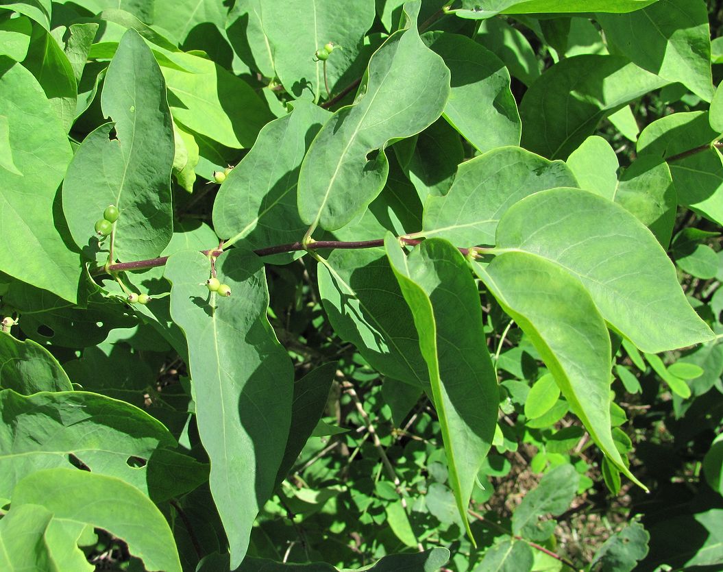 Image of Lonicera tatarica specimen.
