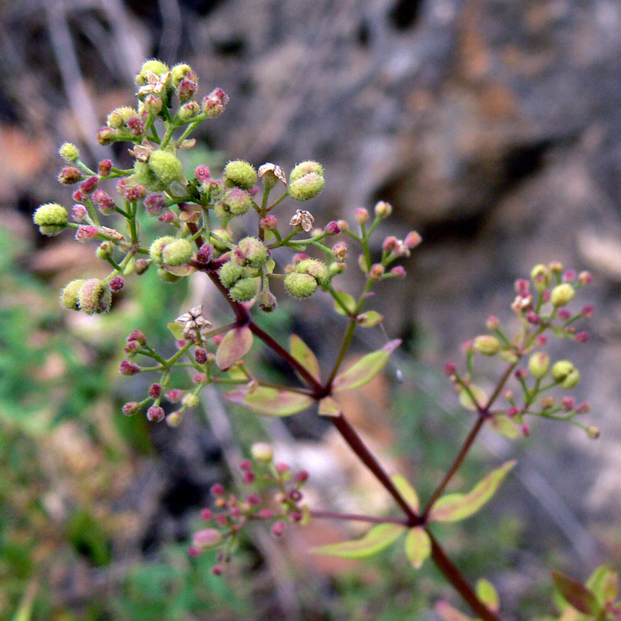 Image of Galium boreale specimen.