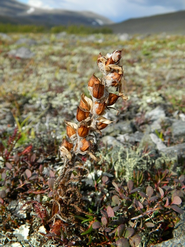 Изображение особи Pedicularis dasyantha.