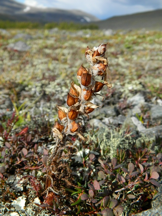 Image of Pedicularis dasyantha specimen.