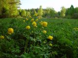 Trollius europaeus. Цветущие растения на сыром лугу. Московская обл., Раменский р-н, окр. дер. Хрипань. 19.05.2002.