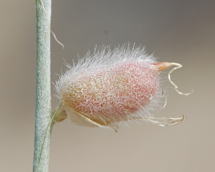 Изображение особи Astragalus cognatus.