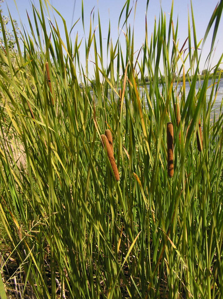 Изображение особи Typha angustifolia.