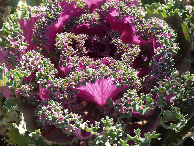 Image of Brassica oleracea var. viridis specimen.