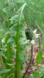 Taraxacum marklundii. Нераспустившееся соцветие. Свердловская обл., окр. г. Североуральск, опушка сосново-елового леса. 03.06.2011.