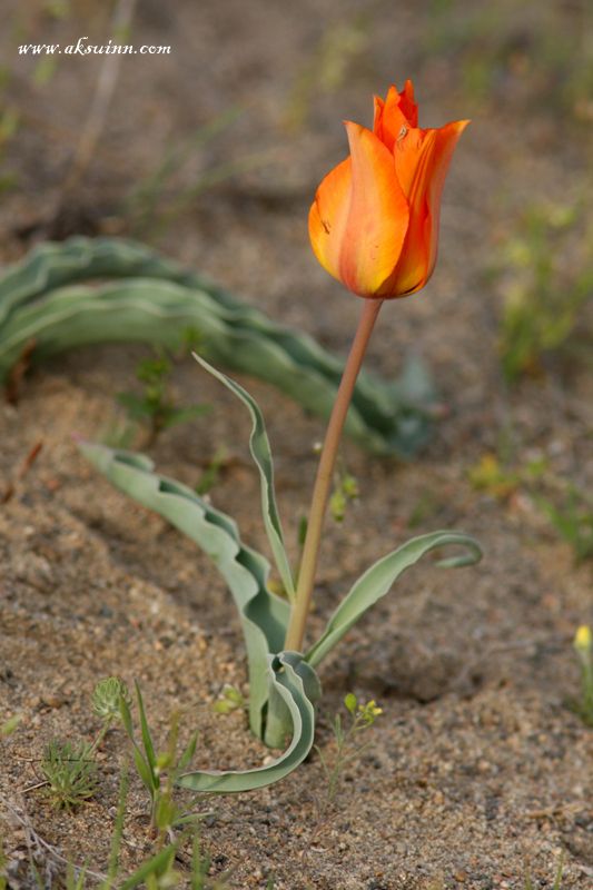 Image of Tulipa lehmanniana specimen.