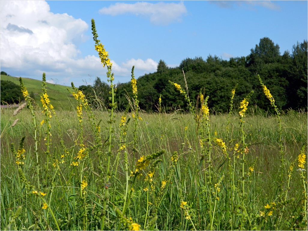 Image of Agrimonia eupatoria specimen.