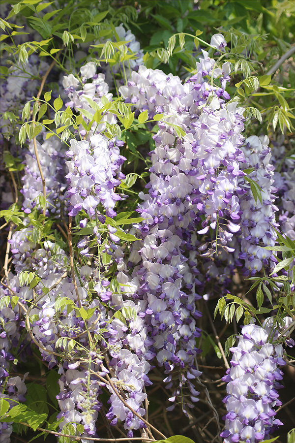 Image of Wisteria sinensis specimen.