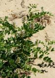 Glycyrrhiza gobica. Часть цветущего растения. Монголия, Ховд аймак, Чандмань сомон. 20 июня 2004 г.