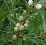 Amygdalus ledebouriana. Часть ветки с завязавшимися плодами. Казахстан, Восточно-Казахстанская область; Западный Алтай, скл. Ульбинского хребта, окр. с. Ушановское. 21.05.2012.