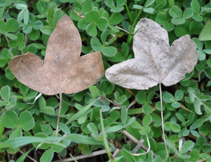 Image of Acer monspessulanum specimen.