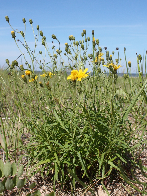 Изображение особи Hieracium umbellatum.