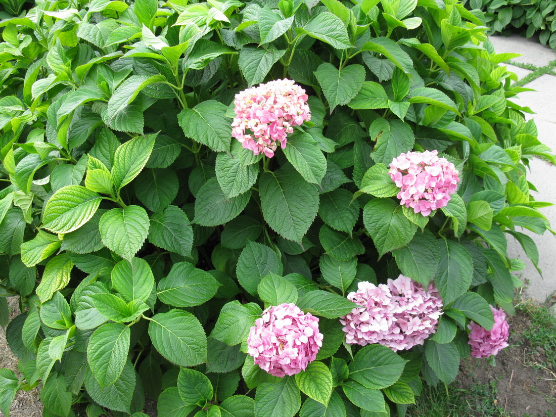 Image of Hydrangea macrophylla specimen.