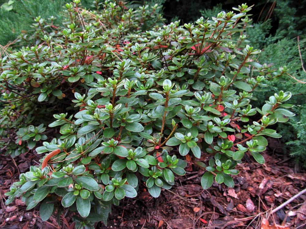 Image of genus Rhododendron specimen.