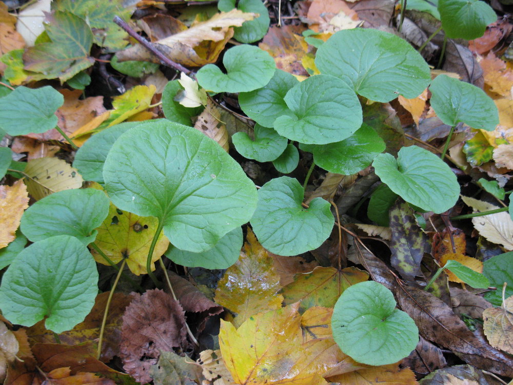 Image of Doronicum orientale specimen.