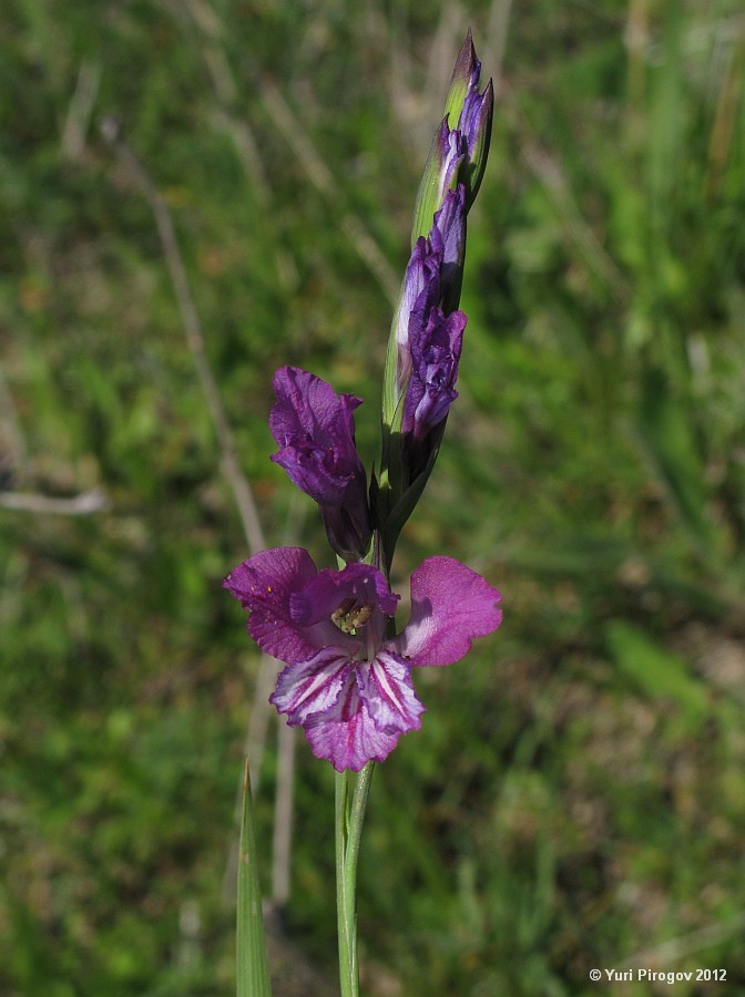 Изображение особи Gladiolus tenuis.