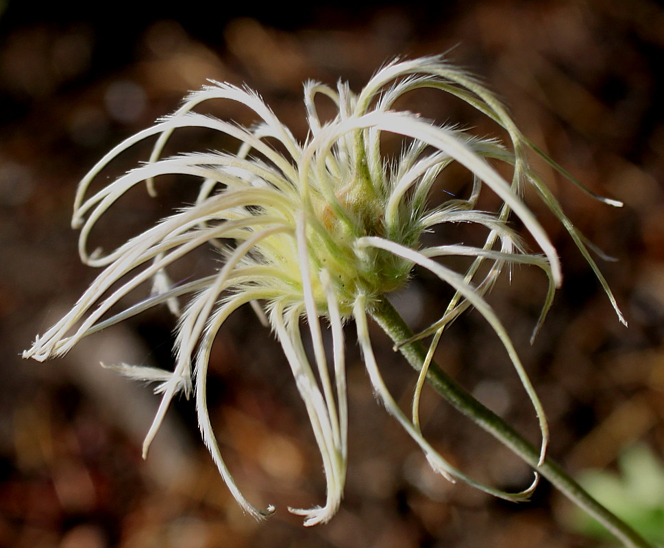 Image of Clematis integrifolia specimen.