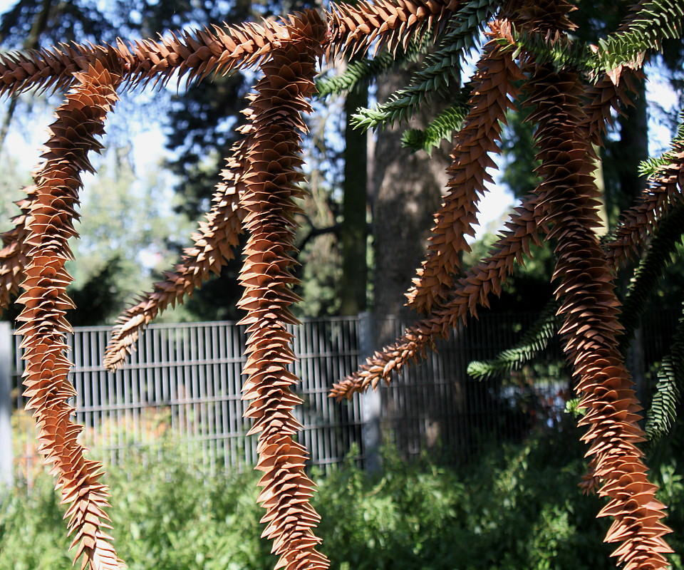 Изображение особи Araucaria araucana.