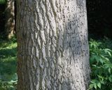 Juglans regia. Нижняя часть ствола взрослого дерева. Германия, г. Krefeld, ботанический сад. 16.09.2012.
