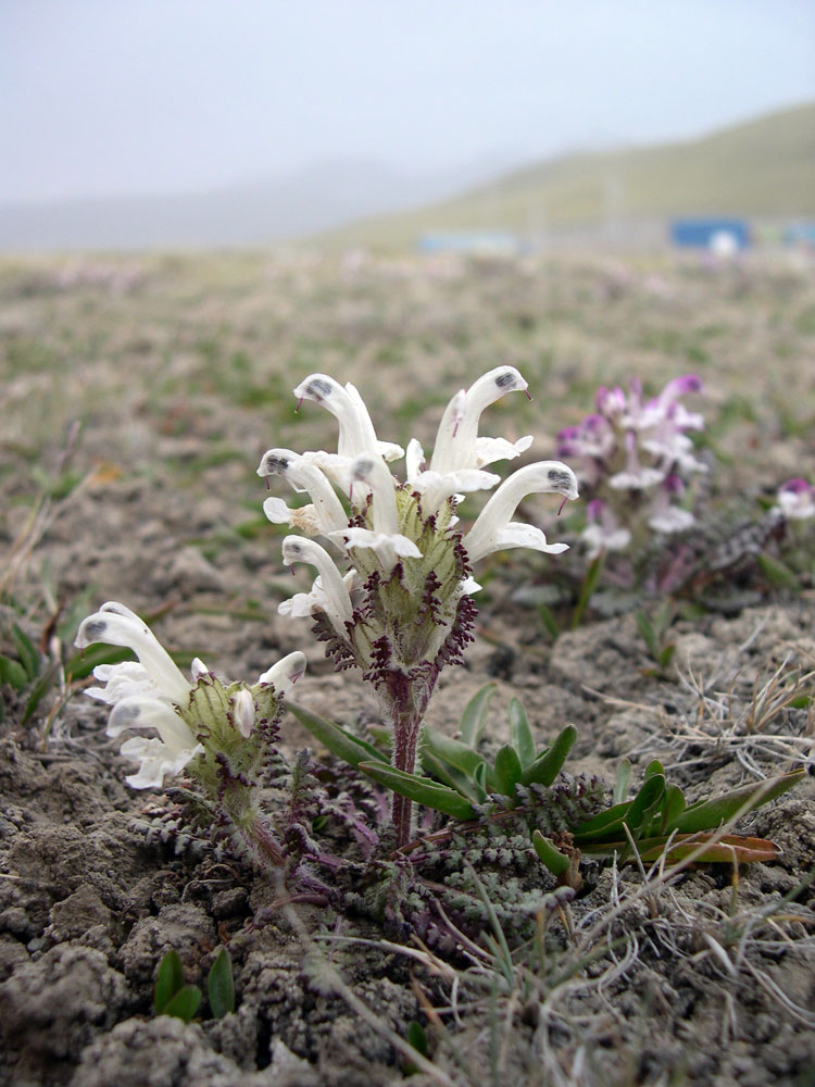 Image of Pedicularis cheilanthifolia specimen.