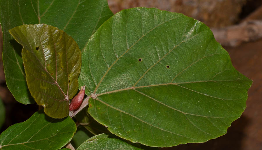 Image of Ficus sycomorus specimen.