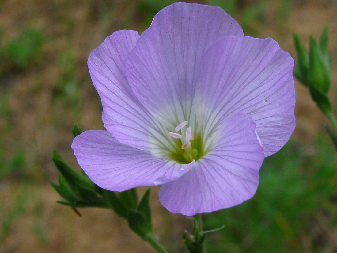 Image of Linum hirsutum specimen.