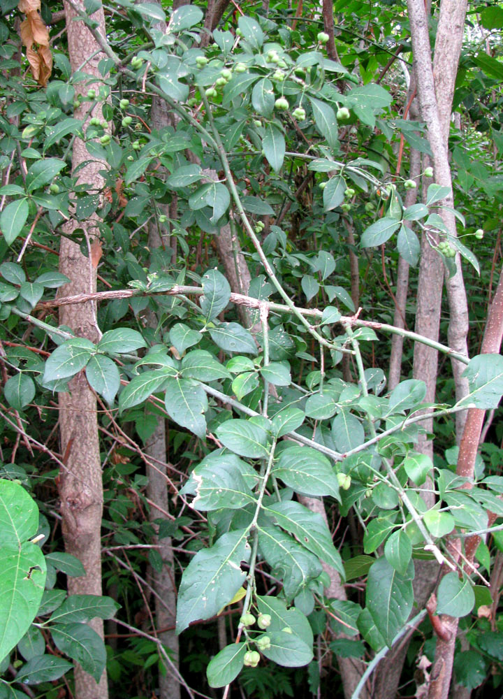 Image of Euonymus europaeus specimen.