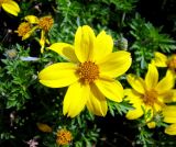 Смотреть изображение Bidens aurea