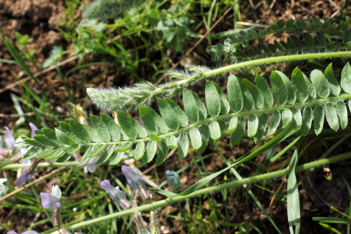 Image of Oxytropis ornata specimen.