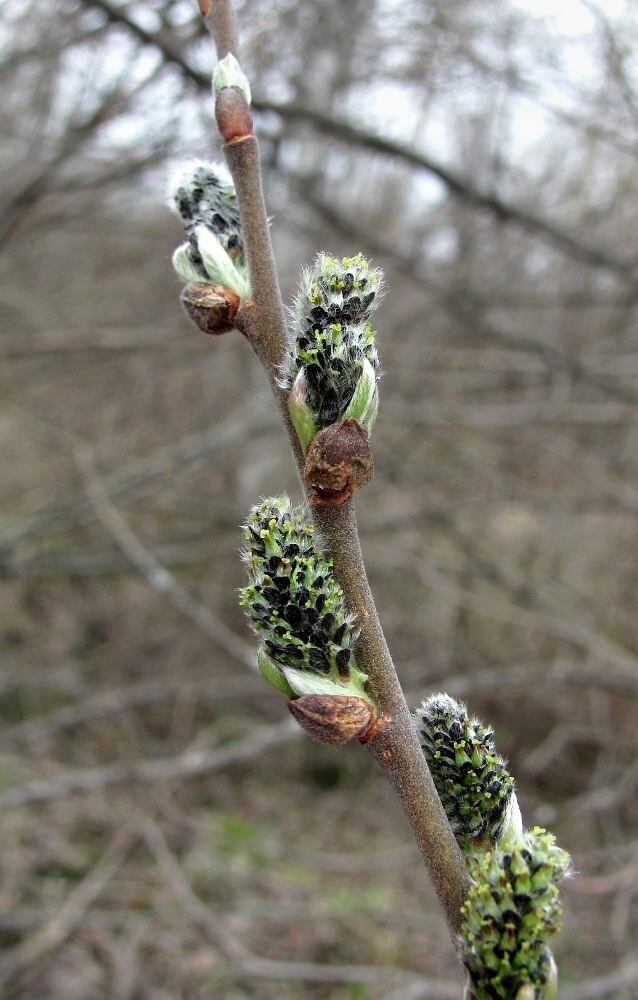 Image of Salix cinerea specimen.